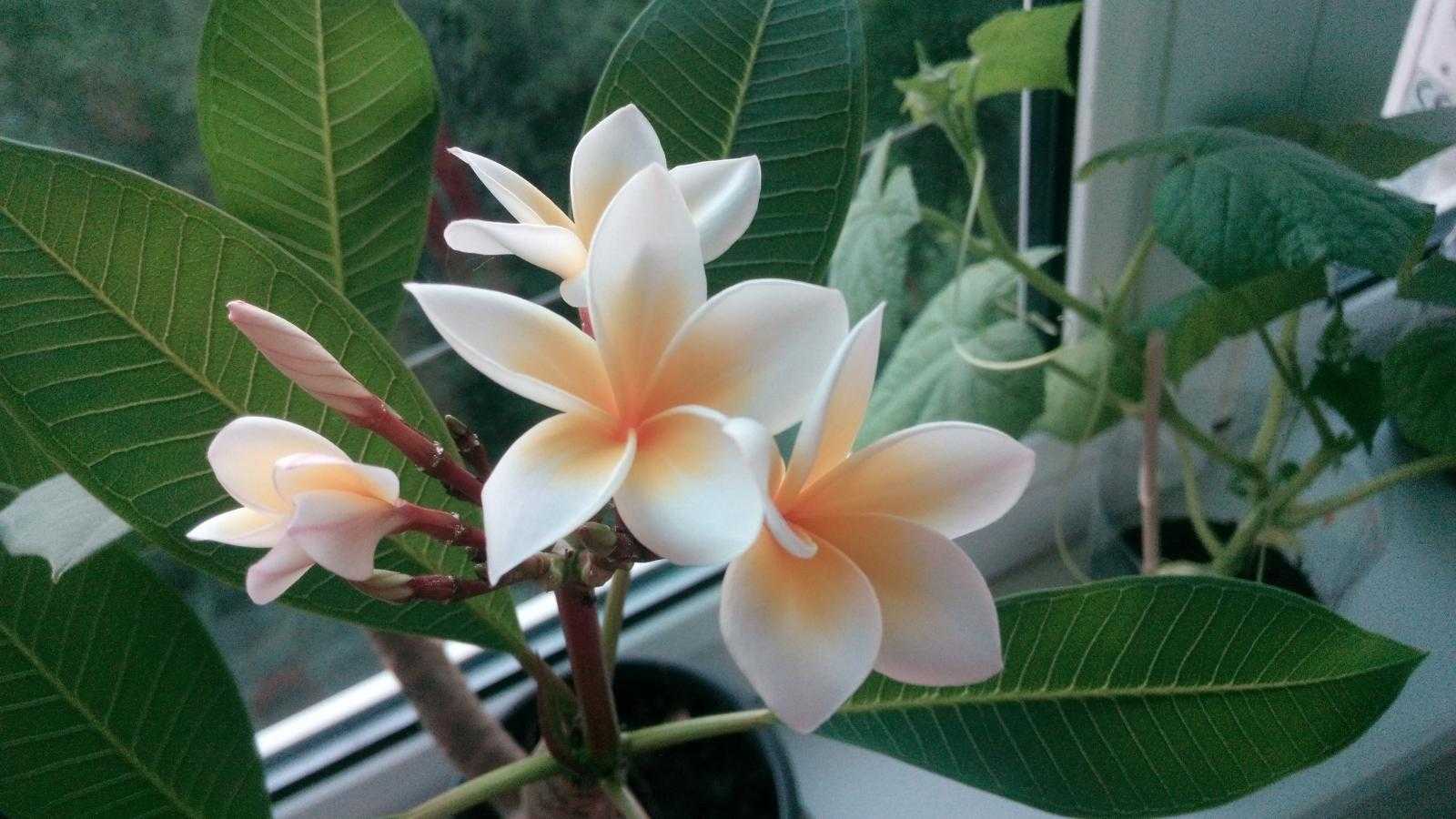 Плюмерия домашняя уход и разновидности | flowery-blog