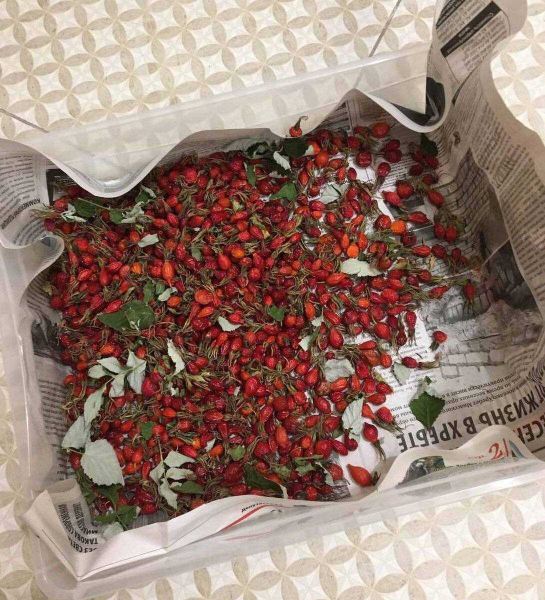 Сезонный продукт. как правильно заготовить шиповник