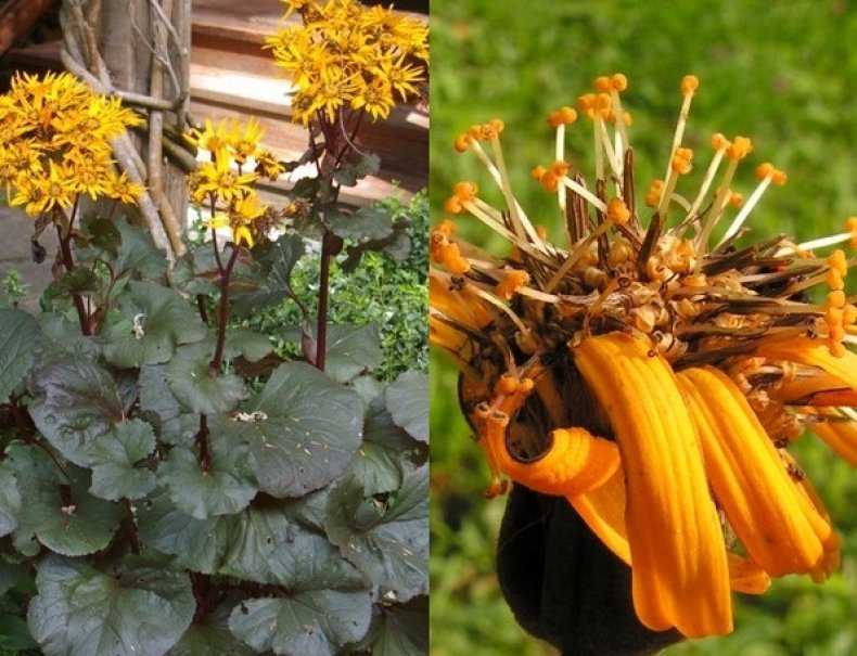 Бузульник посадка и уход фото правила выращивания, размножение