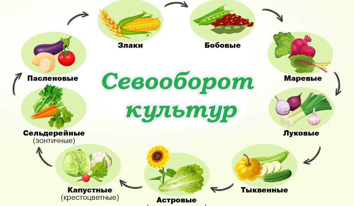 Схема культур севооборота. Схема севооборота овощных культур. Чередование посадок овощных культур таблица. Таблица севооборота овощных культур на огороде.