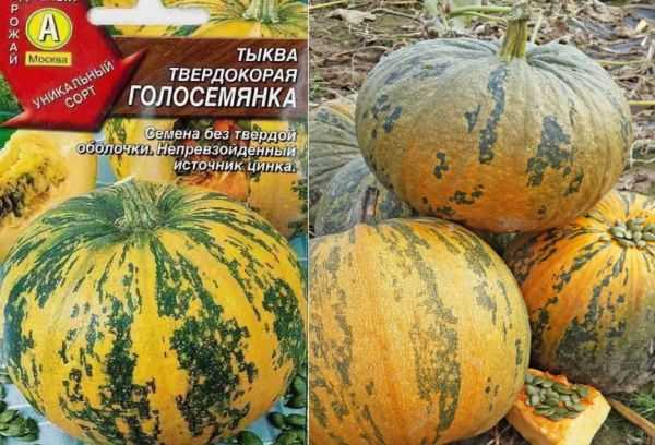 Тыква голосемянная: описание, сорта, польза и вред, выращивание