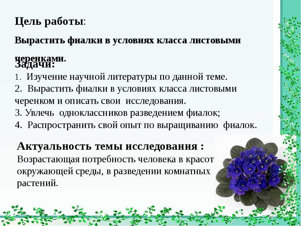 Фиалки: выращивание на подоконнике