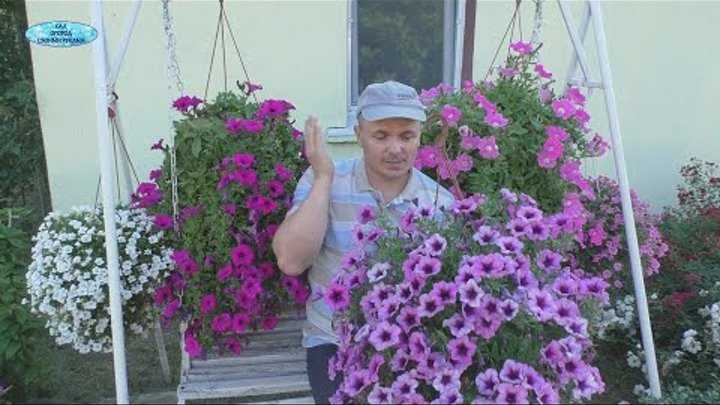Почему петуния не цветет: в кашпо, через сколько дней после посадки должна начинать, что делать