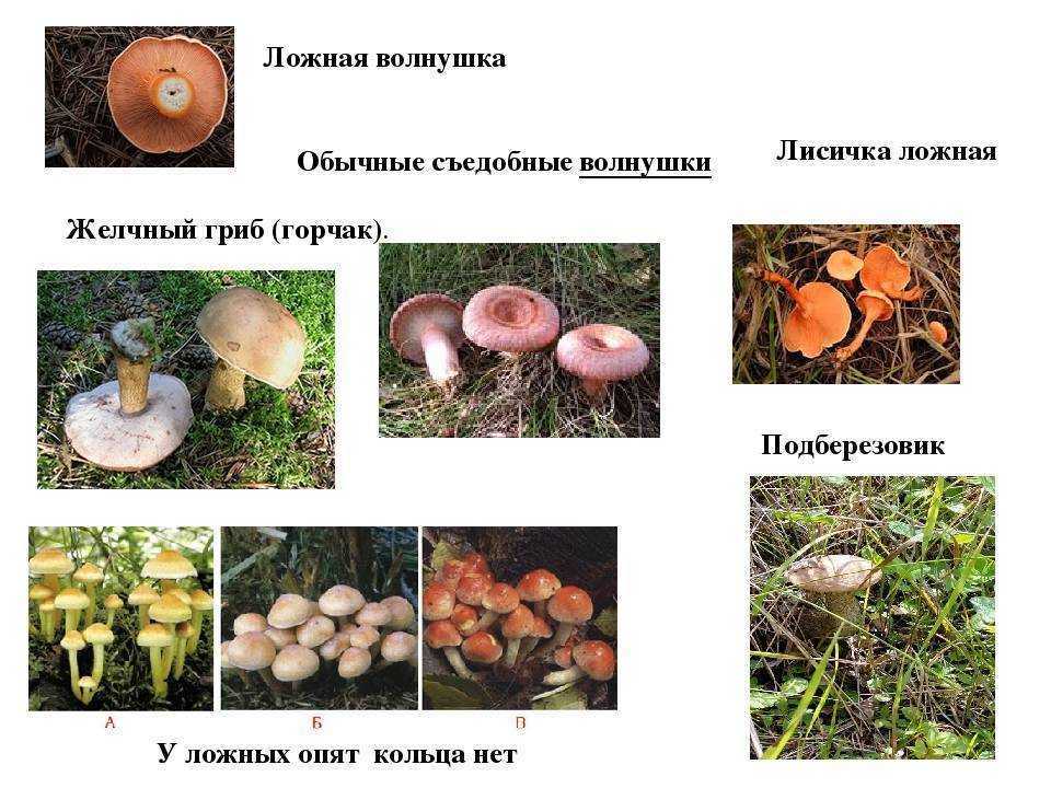 Грибы волнушки