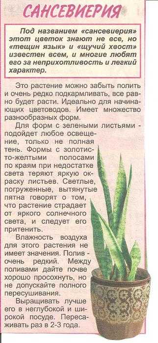 Сансевиерия трехполосная (трифасциата): ботаническое описание с фото, уход за цветком в домашних условиях, размножение sansevieria trifasciataдача эксперт