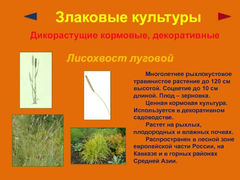 Лисохвост: виды, выращивание и уход, лекарственные свойства