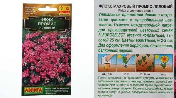 Правильные посадка, размножение и уход за флоксами многолетними
