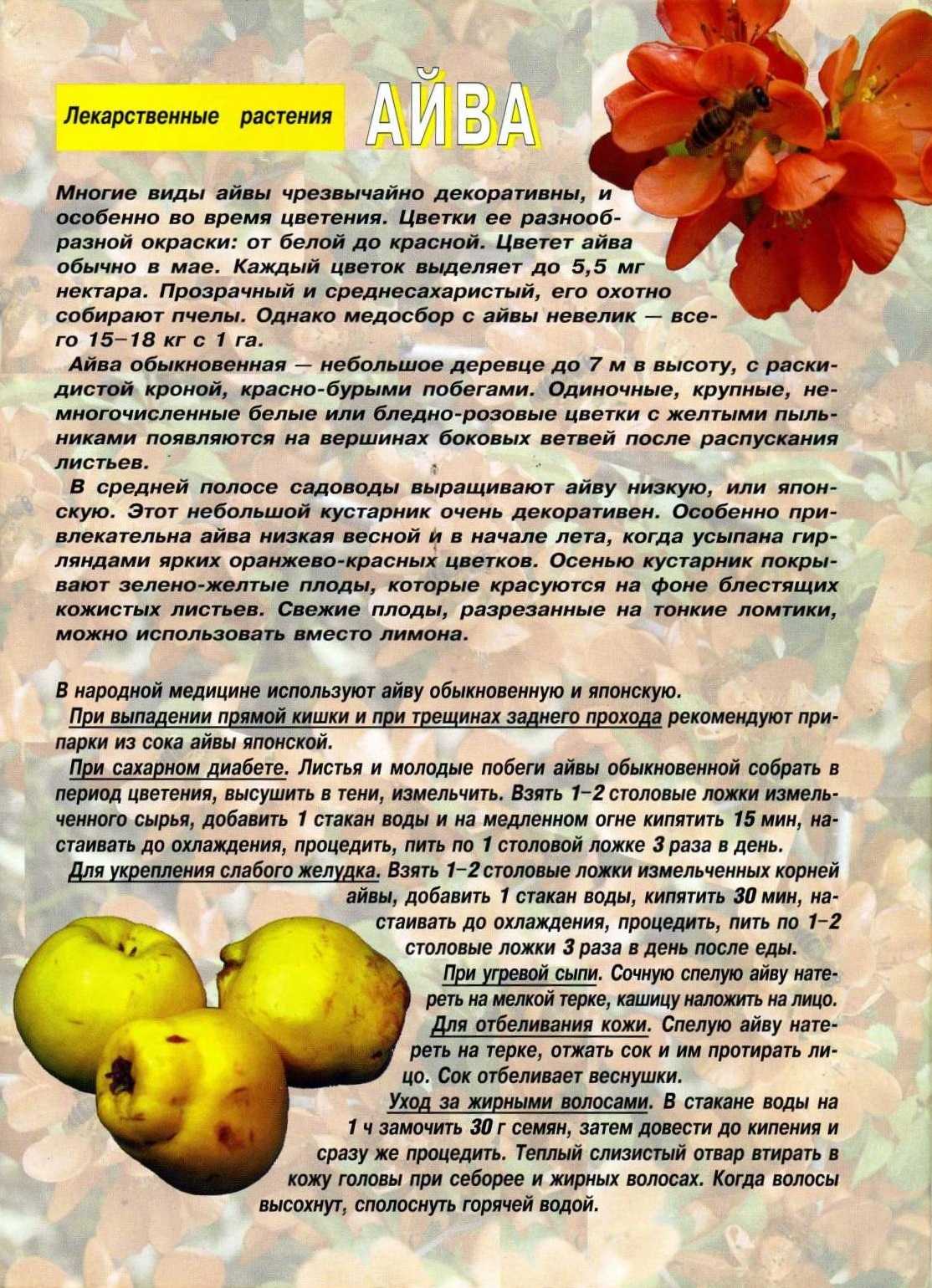 Айва японская. рецепты приготовления плодов на зиму