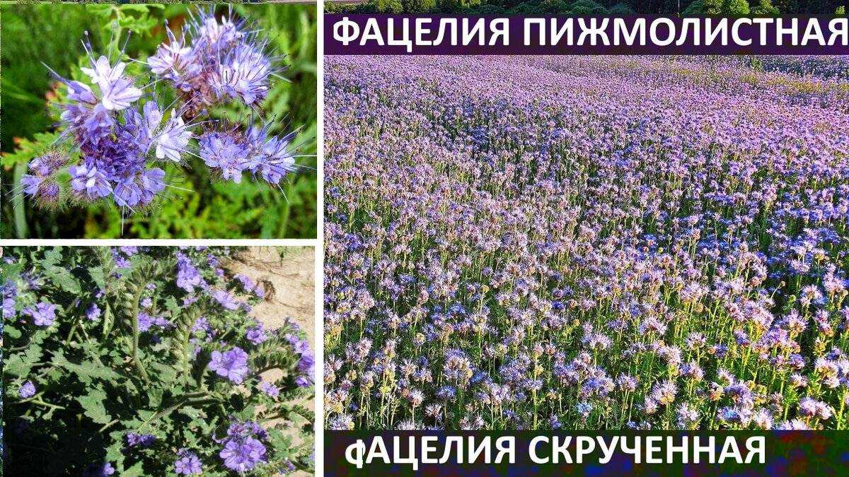 Фацелия: когда и как сеять, выращивание и польза