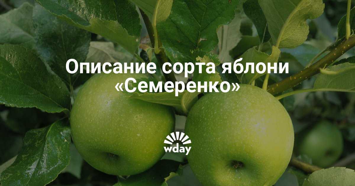 Когда  и как убирать яровой чеснок с грядки на хранение