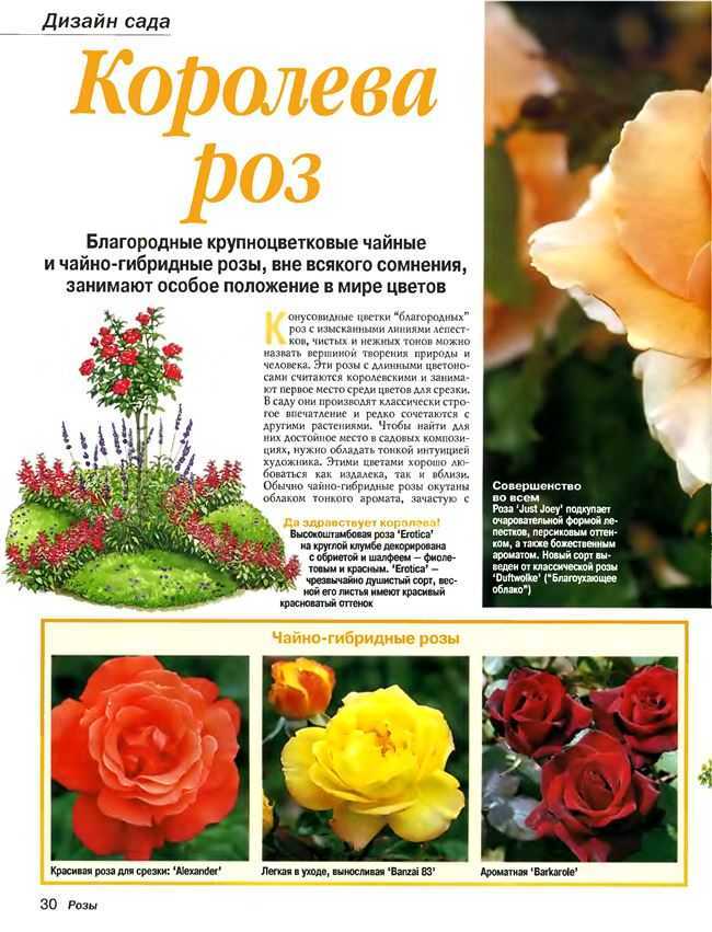 Роза чайно-гибридная. уход, выращивание. сорта. цветок. фото. — ботаничка