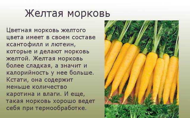 Морковь фиолетовая: что это такое и почему говорят, что раньше или изначально она была такого цвета