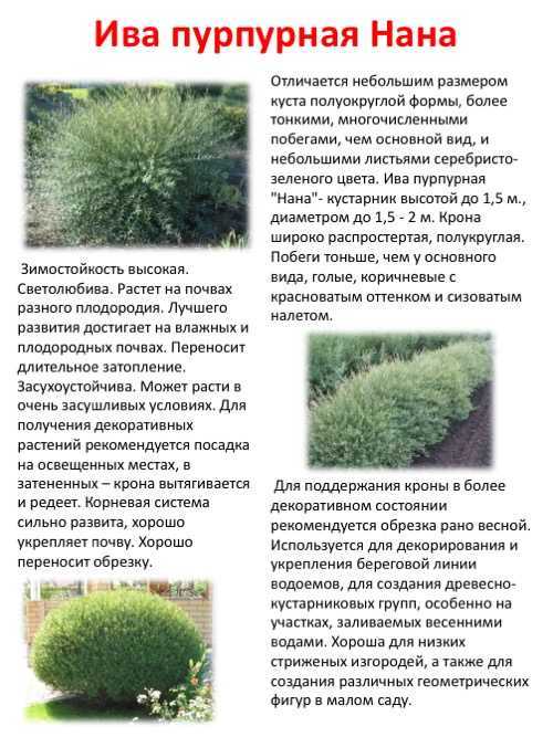 ᐉ как обрезать шаровидную иву - godacha.ru