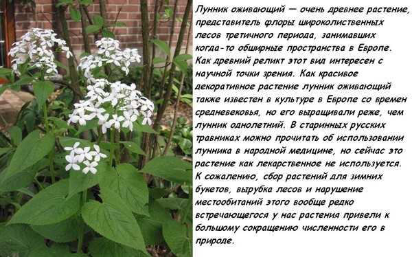 Лунария выращивание из семян когда сажать цветы лунария посадка и уход фото