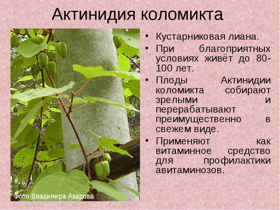 Актинидия — всё о выращивании чудо-ягоды. посадка и уход. сорта. фото — ботаничка
