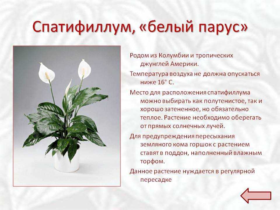 Спатифиллум: уход в домашних условиях
