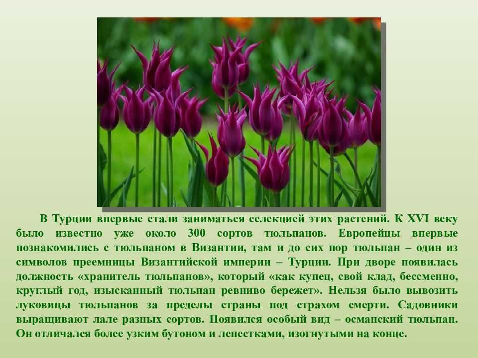 Тюльпан символ какой страны