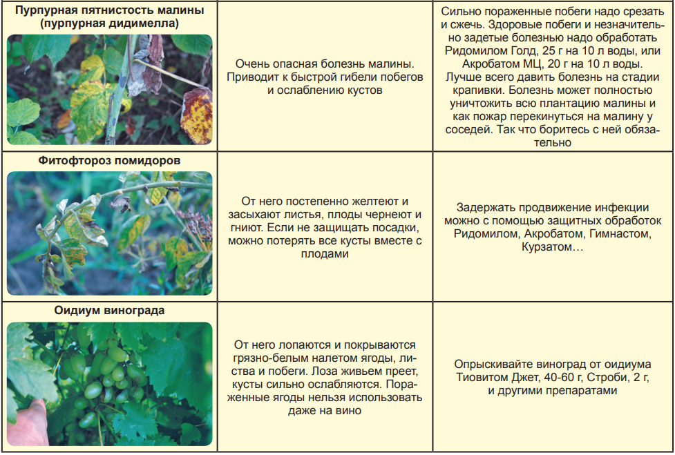 Вирус мозаики: описание видов заболевания на разных растениях, способы борьбы и профилактики