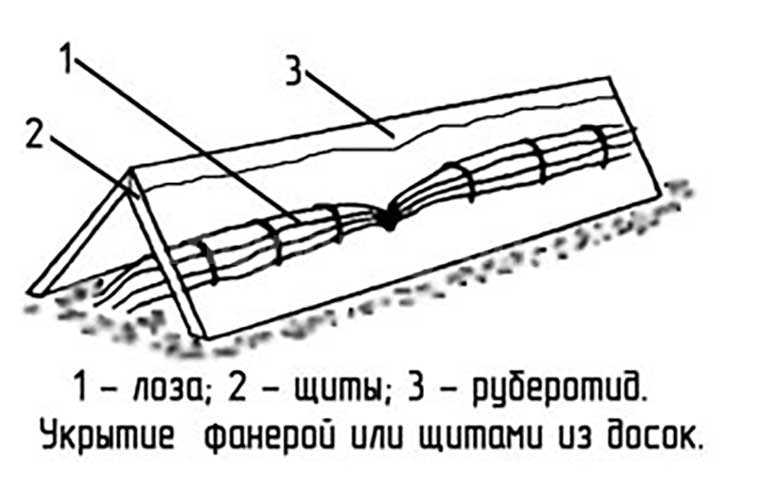 Как укрыть виноград на зиму: когда правильно прикопать, укрывание молодого, способы укутать, какую минусовую температуру выдерживает, сколько градусов мороза