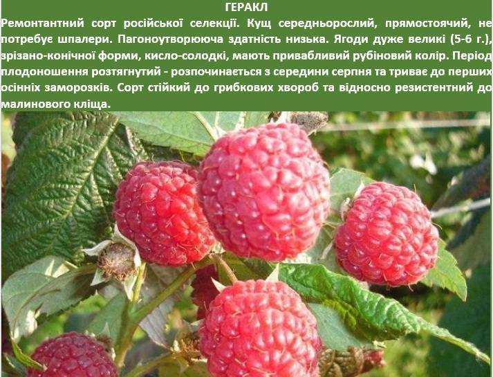 Ремонтантная малина: что это значит, сорта. посадка, размножение, выращивание и уход