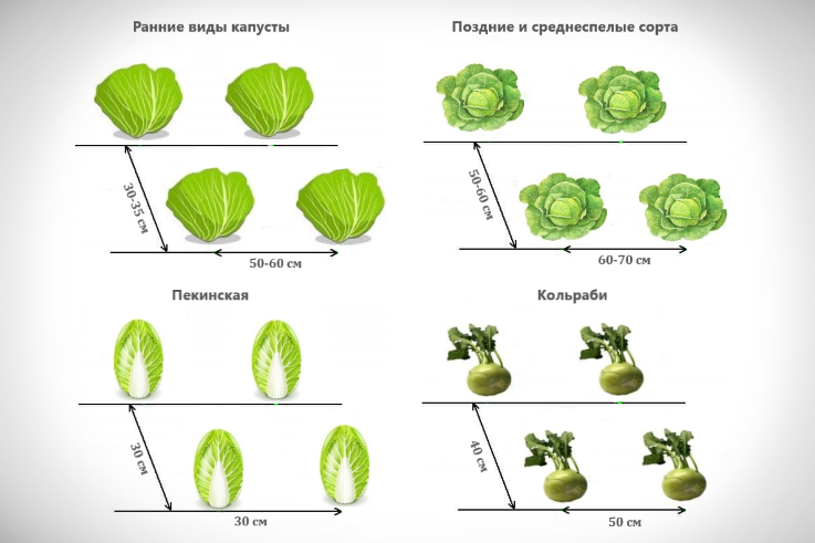 Капуста кольраби: когда убирать и как хранить на зиму | огородник