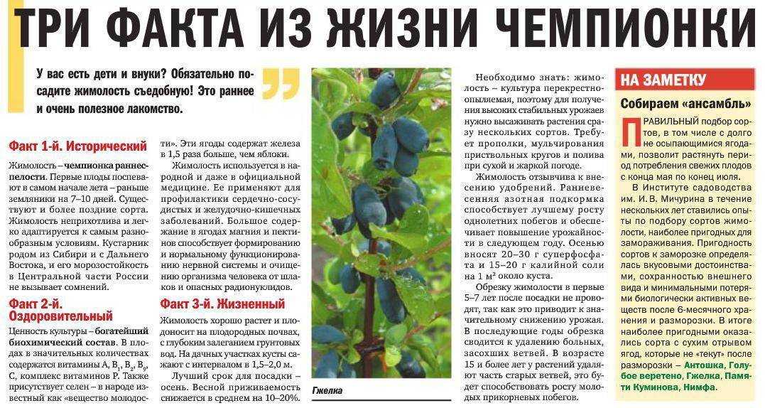 Лечебные свойства душицы для женского организма