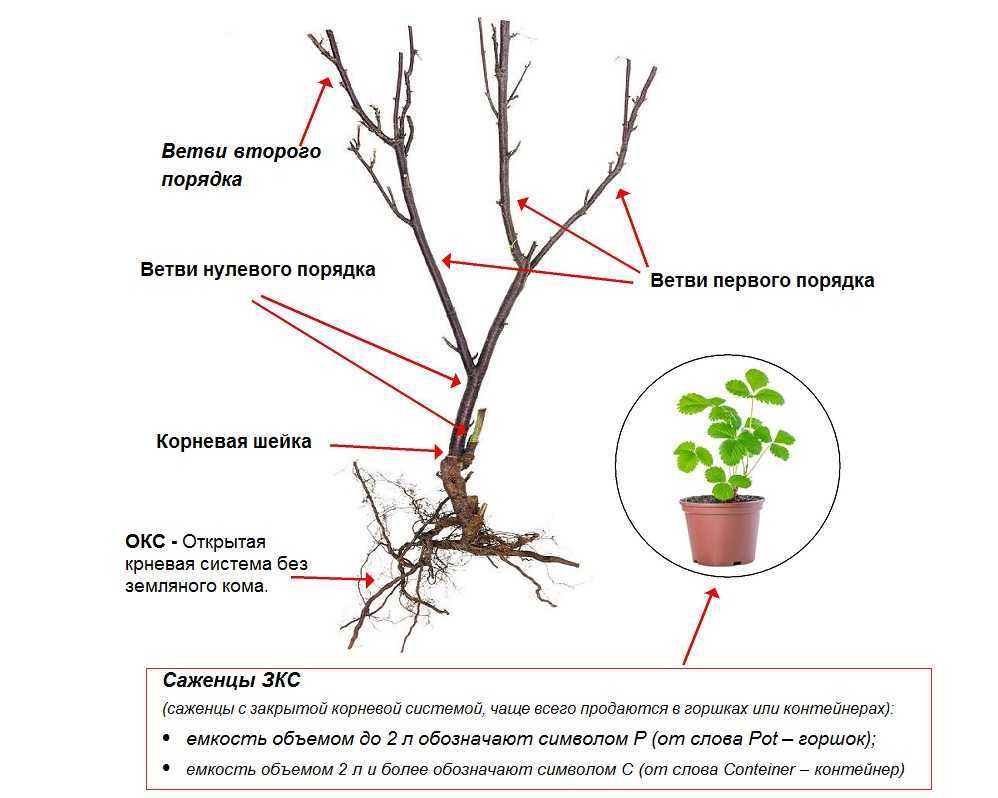 Миндаль трехлопастный