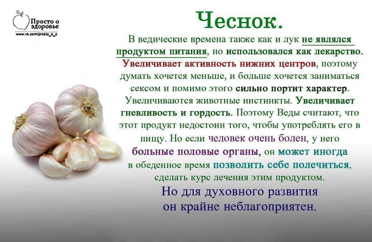 Сосать чеснок в лечебных целях по утрам натощак: польза и вред, как правильно его держать во рту, продолжительность процедуры, пошаговая инструкция русский фермер