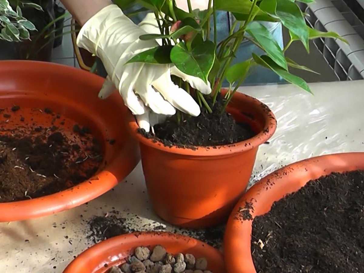 Антуриум в домашних условиях: уход и приметы