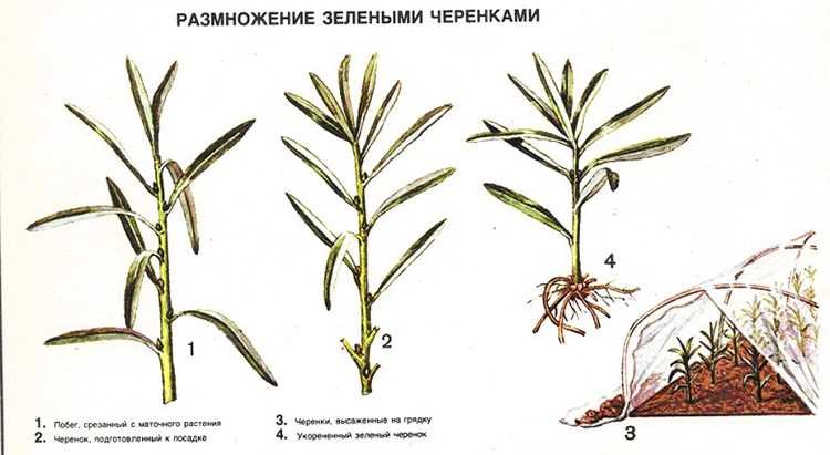 Выращивание облепихи: советы опытных садоводов