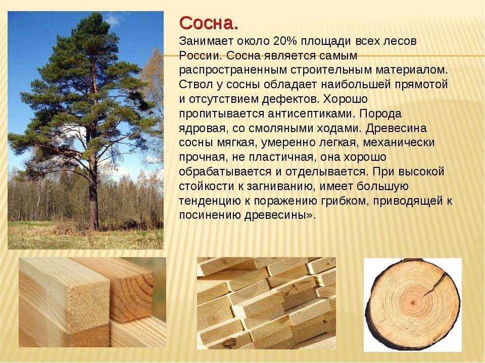 Дерево бук фото и описание где растет