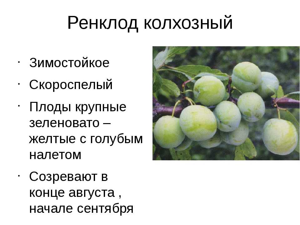 Слива желтая самоплодная: описание сортов, фото, отзывы