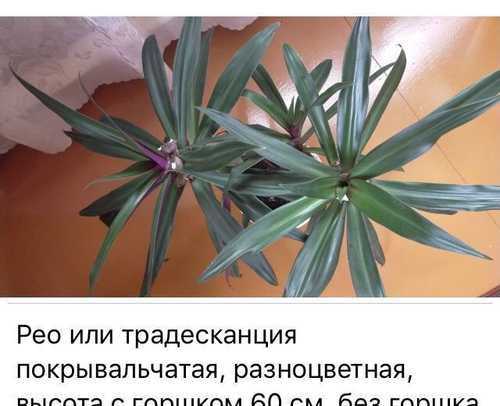 Рео: фото сортов традесканция, пёстрое, покрывальчатое, размножение растения и уход в домашних условиях, комнатный цветок, приметы и суеверия, польза и вред