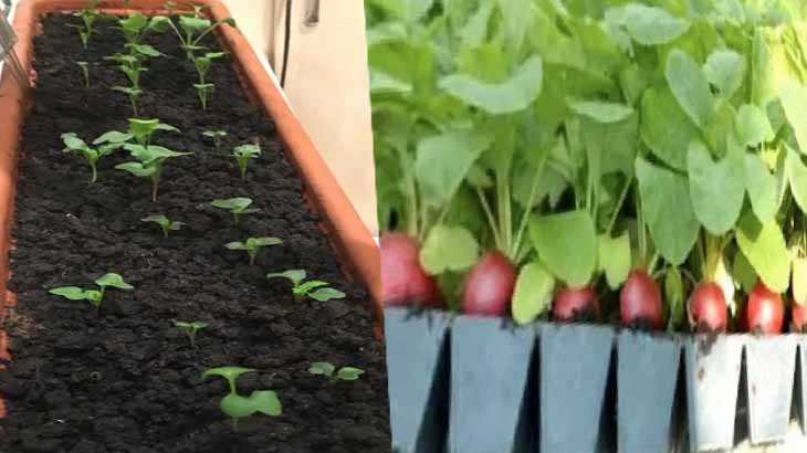 Как вырастить редис дома на подоконнике или балконе зимой: условия выращивания (температура, освещение)