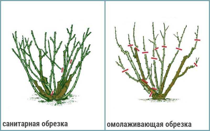 Роза плетистая. как правильно посадить, как ухаживать