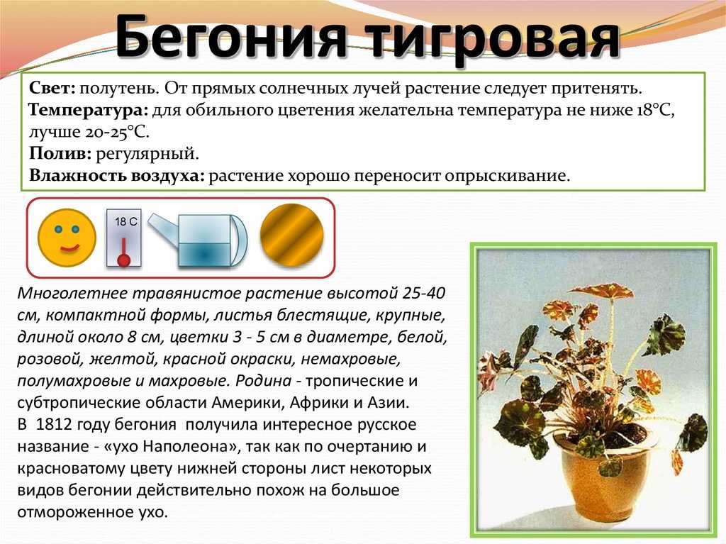 Бегония вечноцветущая уход в домашних условиях фото, отзывы