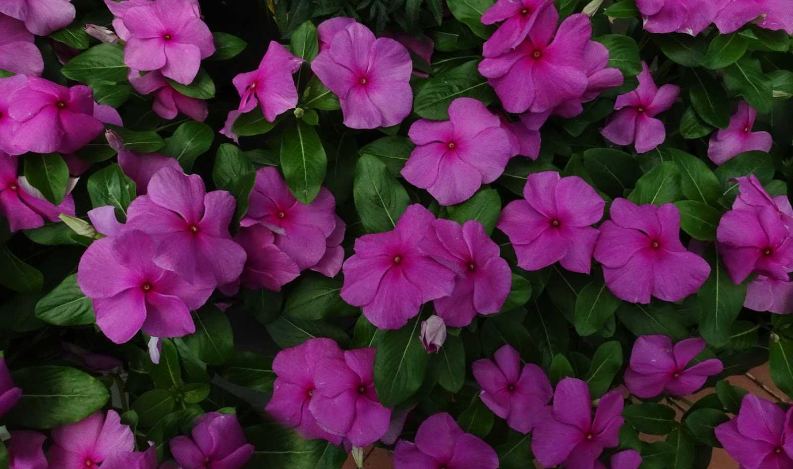 Бальзамин махровый: описание и фото сортов афина и уоллера, выращивание и уход в домашних условиях, способы размножения, болезни и вредителидача эксперт