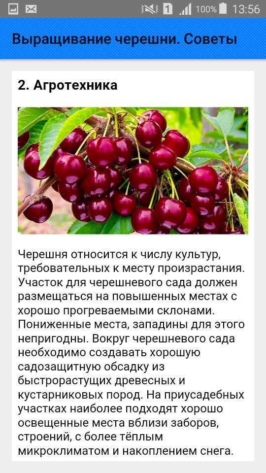 Черешня «бычье сердце»: описание сорта, фото, отзывы