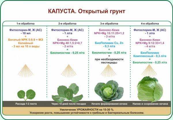 Как вырастить семена капусты самостоятельно?