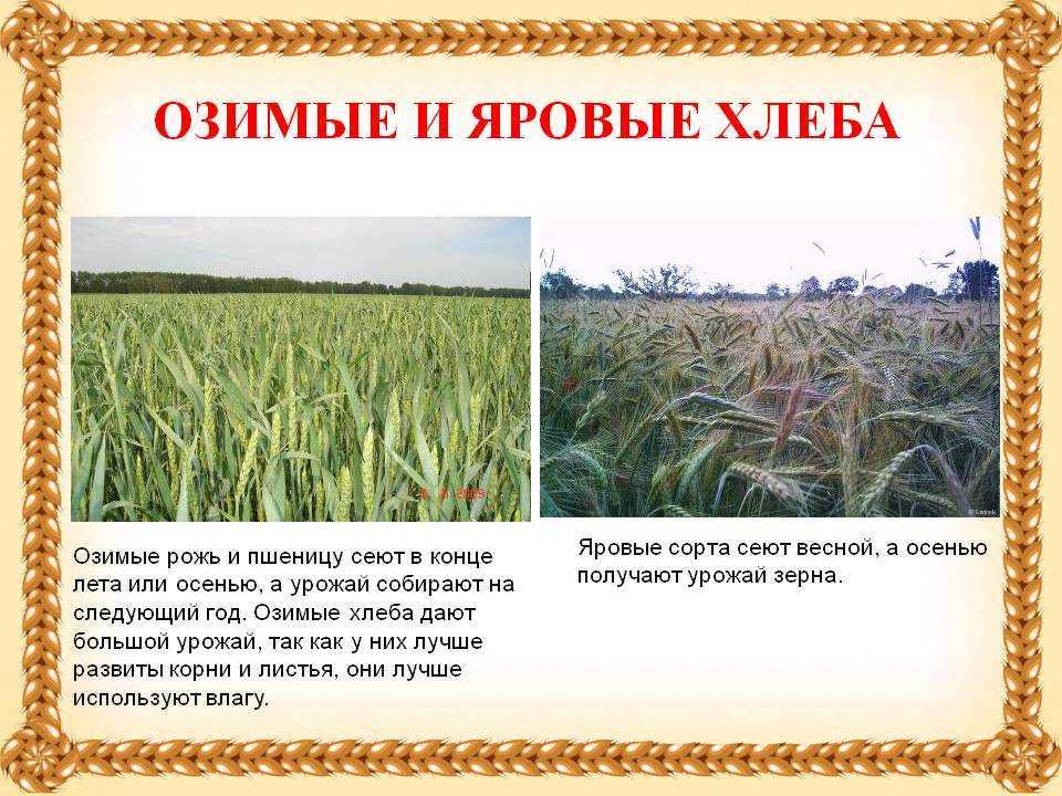 Озимые и яровые растения