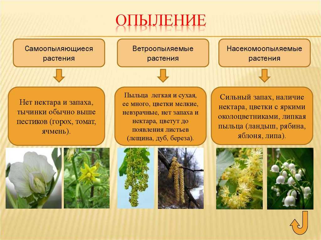 Что значит сорт самобесплодный: знакомимся со способами опыления