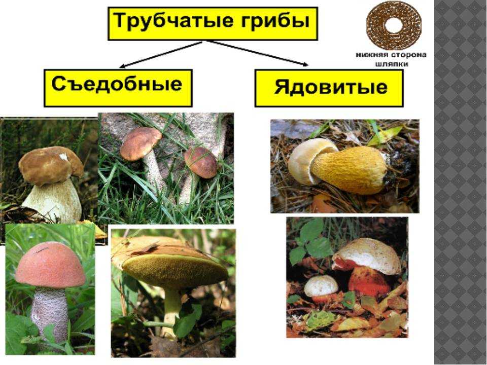 Какие шляпочные грибы относятся к трубчатым: фото, названия и описания съедобных и ядовитых видов
