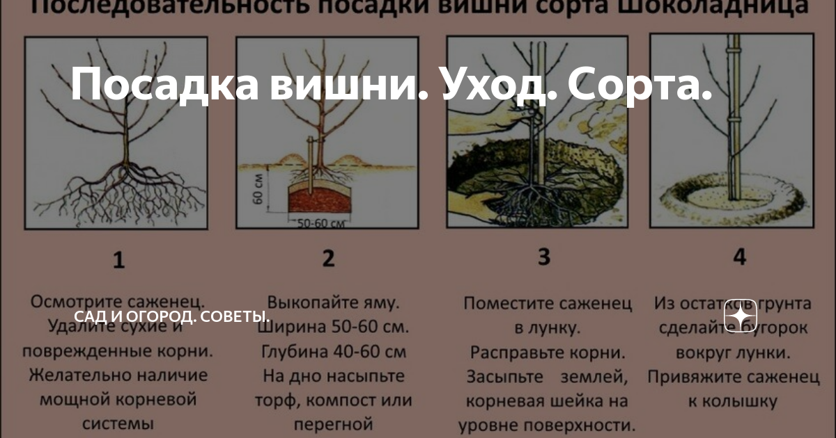 Обрезка черешни: схемы для начинающих