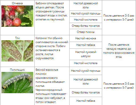Йошта — почему я предпочла ее крыжовнику. особенности выращивания и сорта. фото — ботаничка