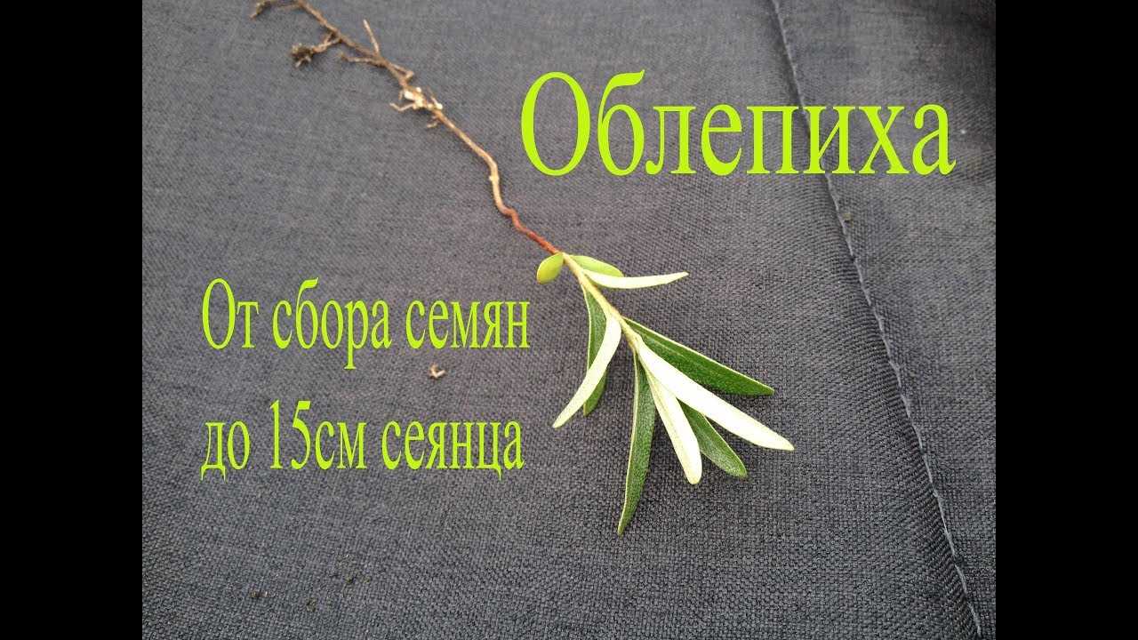 Секреты успешной посадки облепихи осенью