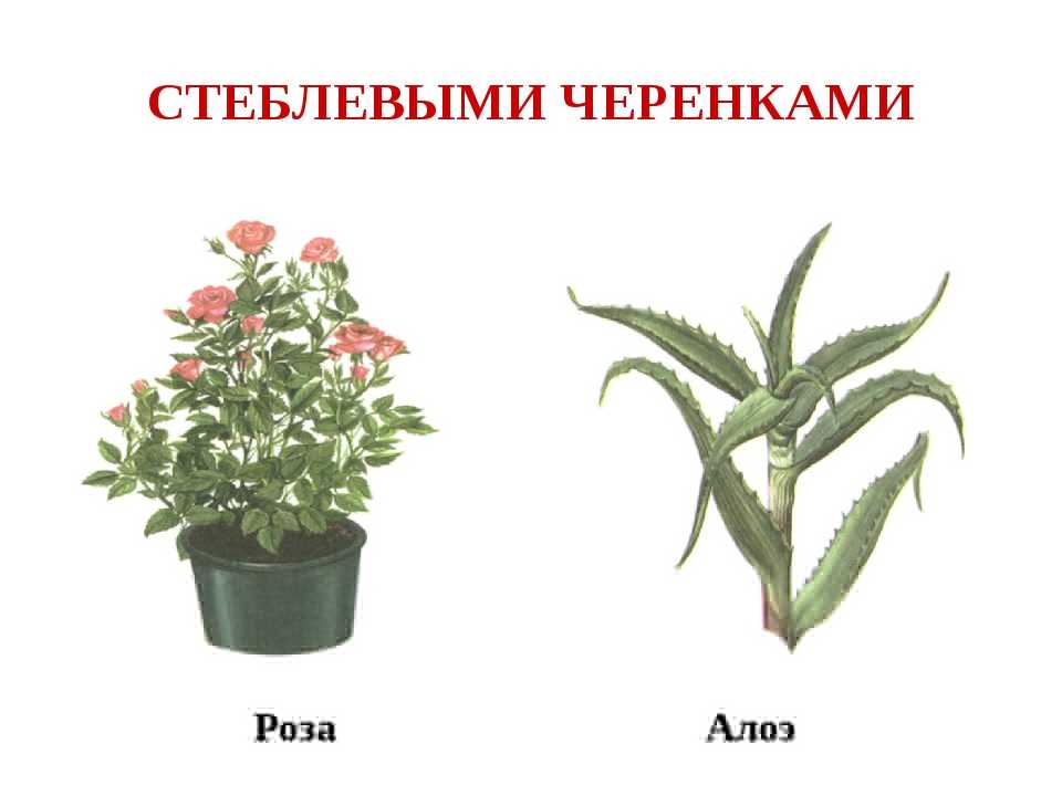Как пересадить алоэ в домашних условиях пошагово с фото: посадка и размножение алоэ листом, черенками, верхушкой. как размножить алоэ в домашних условиях?