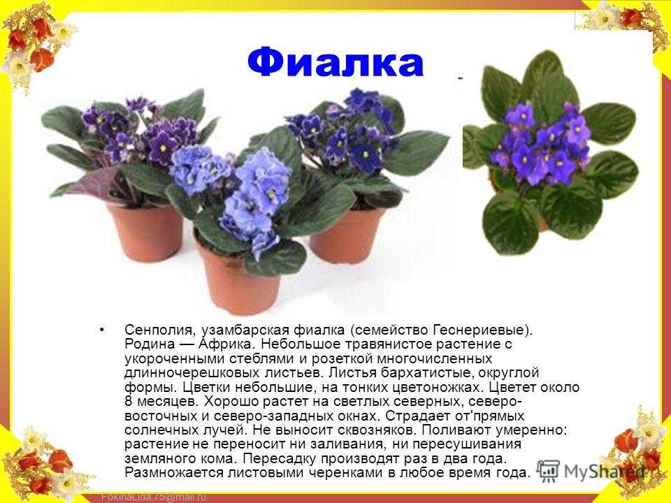 ﻿родина фиалок: страна происхождения комнатного растения и условия выращивания прекрасного цветка