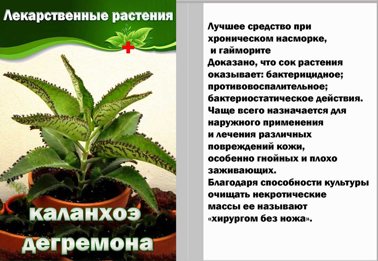 Каланхоэ на улице в открытом грунте — можно ли высаживать на улицу