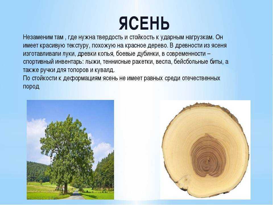 ✅ дерево бук: описание букового дерева и его плодов - сад62.рф