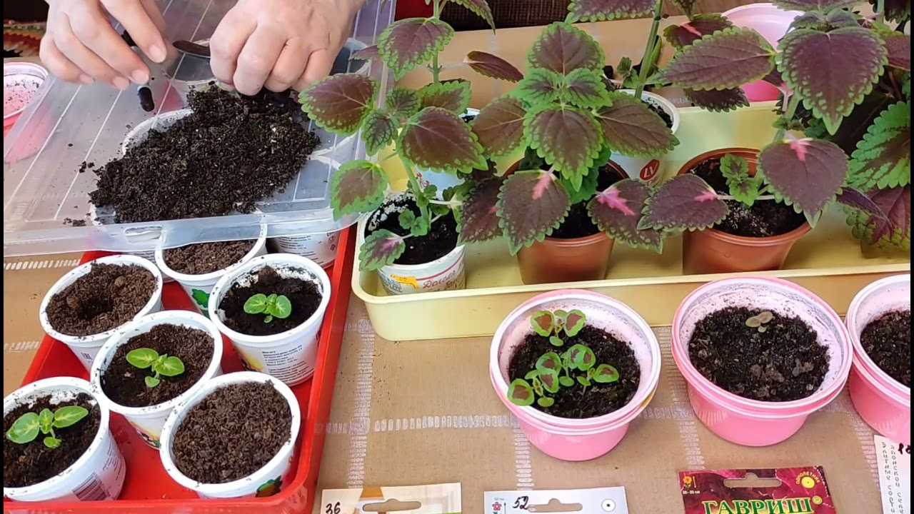 Способы выращивания колеуса в домашних условиях | огородник
